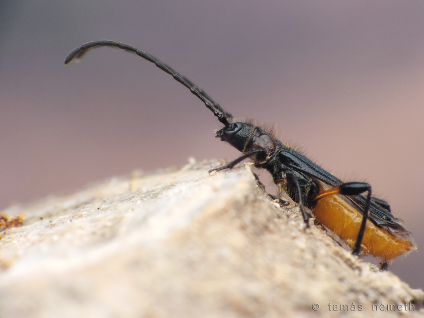Callimus femoratus
