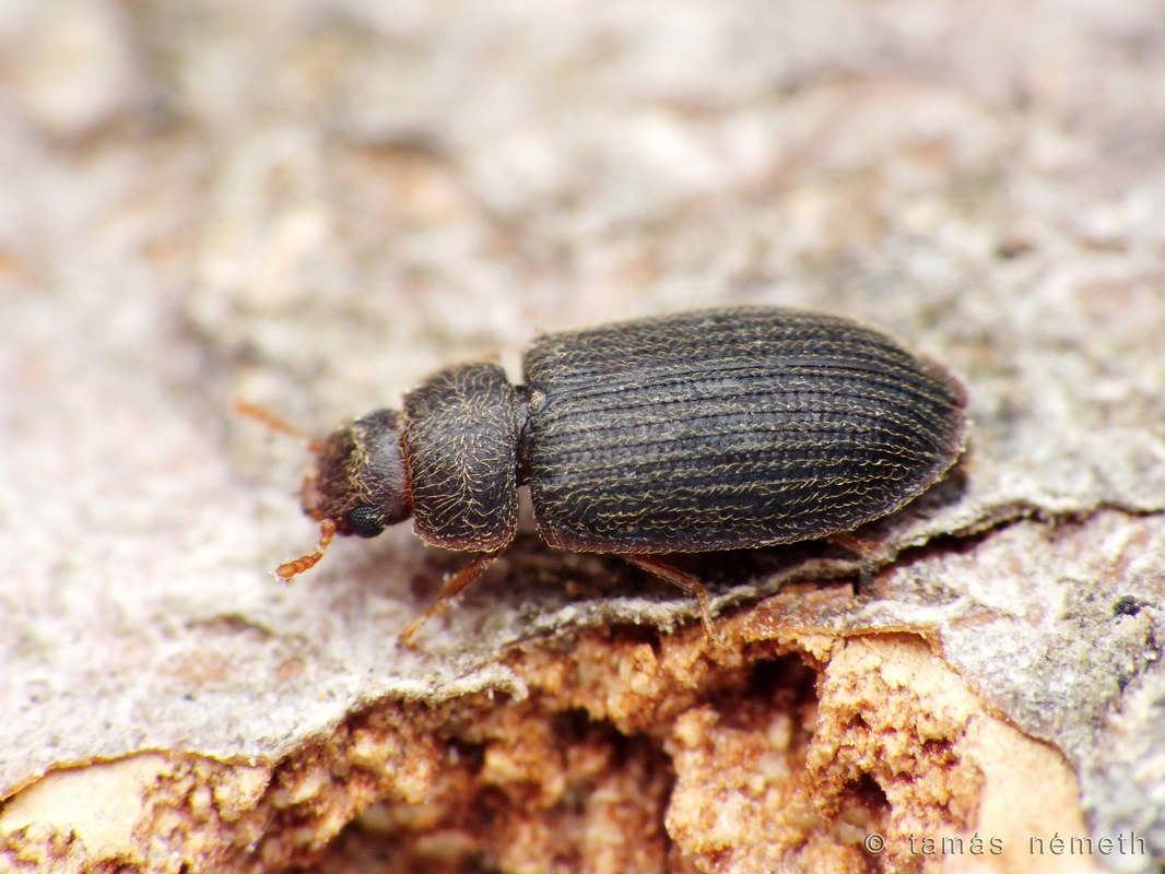 Ancyrona japonica - japán korongbogár