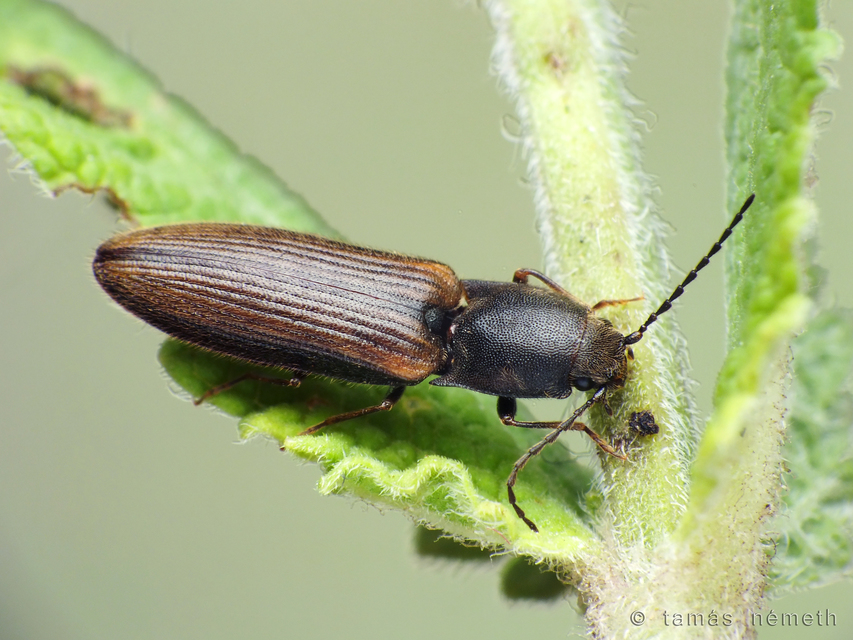 Athous bicolor - hosszúnyakú pattanó