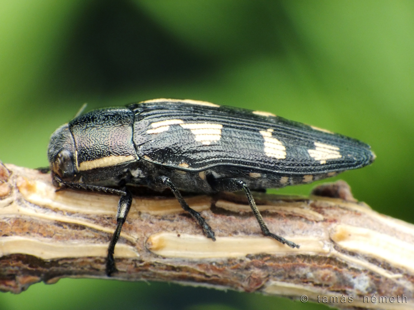 Buprestis novemmaculata - kilencfoltos díszbogár