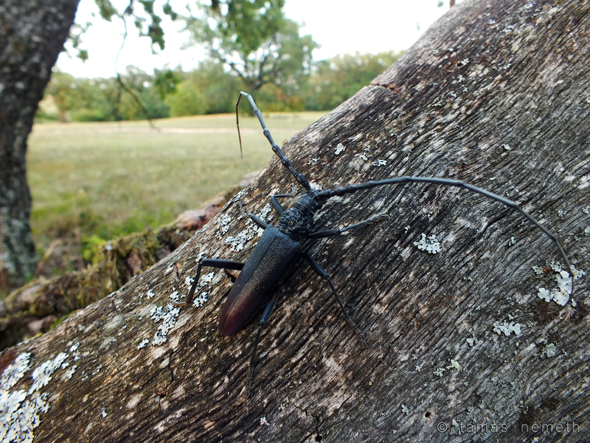 Cerambyx cerdo - nagy hőscincér
