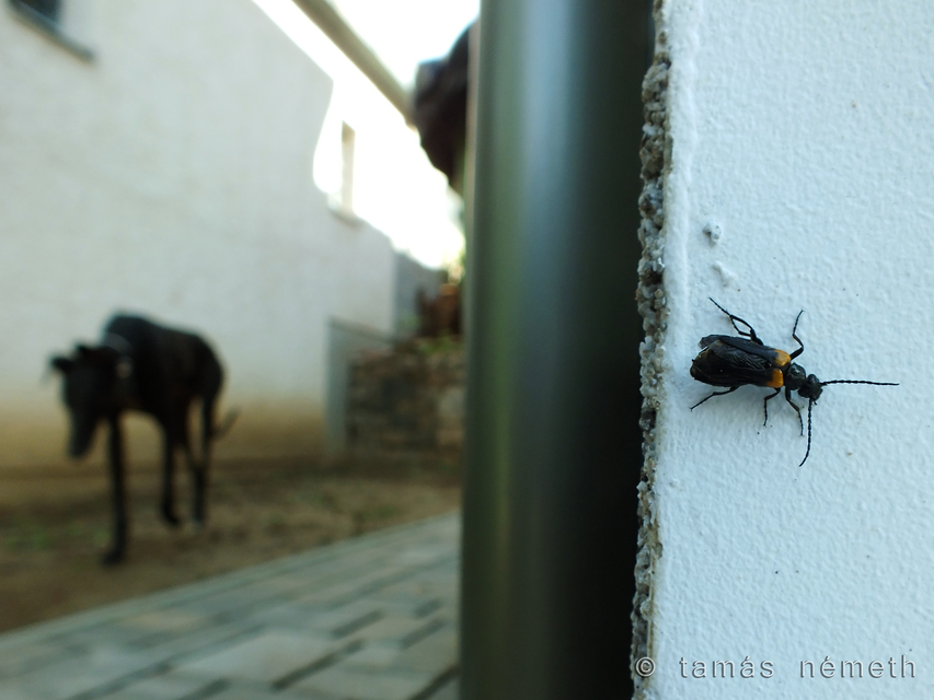 Sitaris muralis - pirosvállú méhbogár