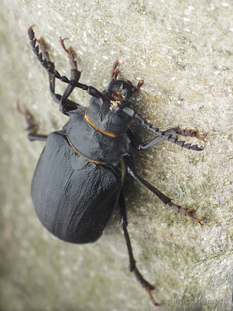 Prionus coriarius - csőszcincér