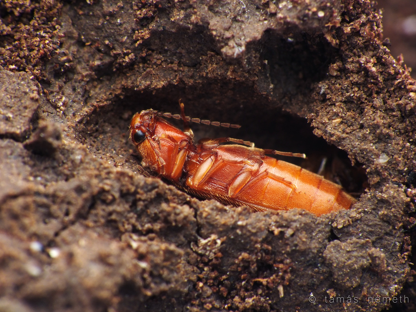 Porthmidius austriacus - fakó pattanó