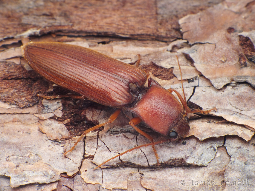 Stenagostus rufus - nagy pattanó