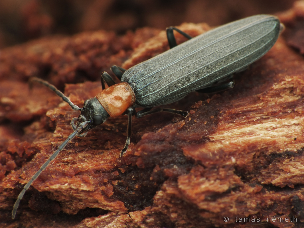 Ischnomera sanguinicollis - vörösnyakú álcincér