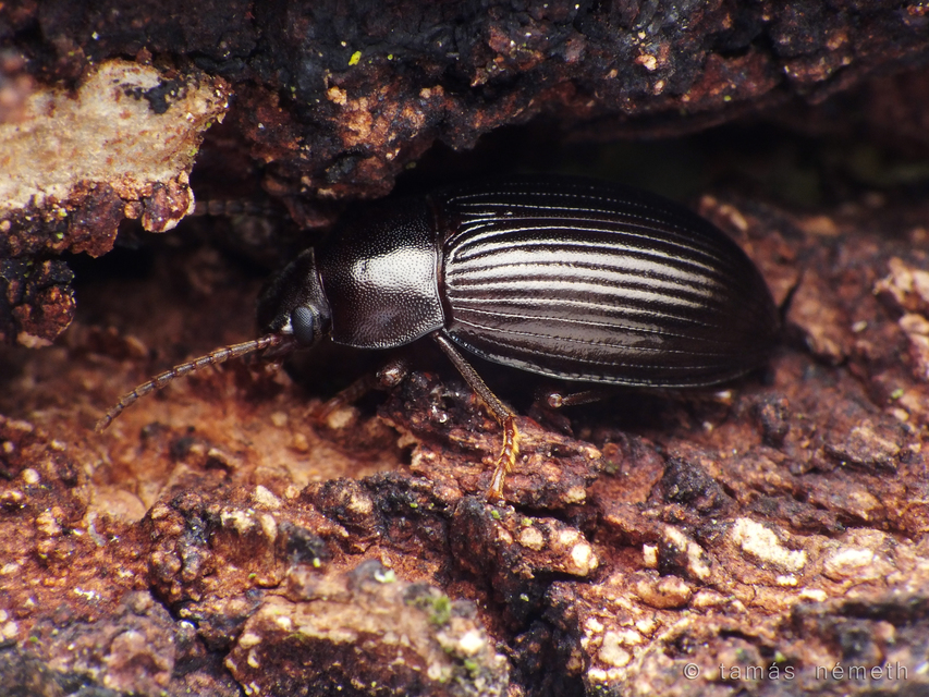 Nalassus dermestoides - rövidszárnyú gyászbogár