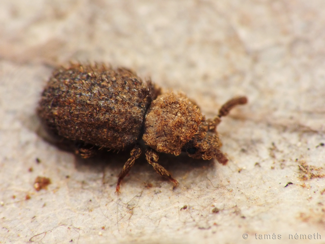Nosodomodes syriacus