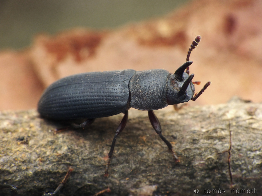 Cryphaeus laticeps
