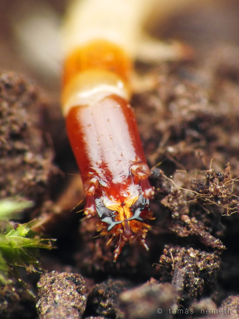 Cardiophorus erichsoni - sötét szívespattanó