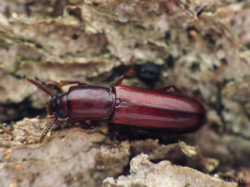 Corticeus unicolor - egyszínű kéregbújó