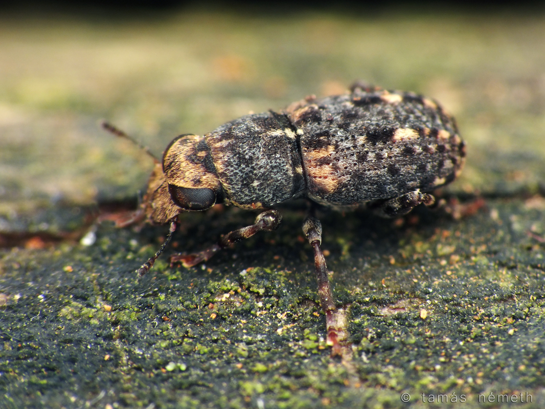 Ulorhinus bilineatus - dülledtszemű orrosbogár