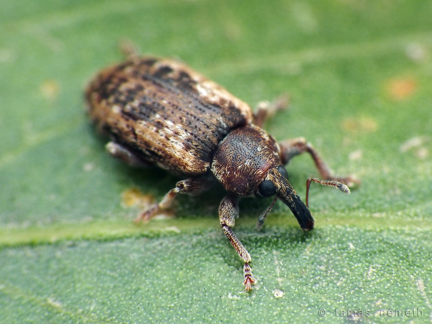 Dorytomus rubirostris - tavaszi hangormányos