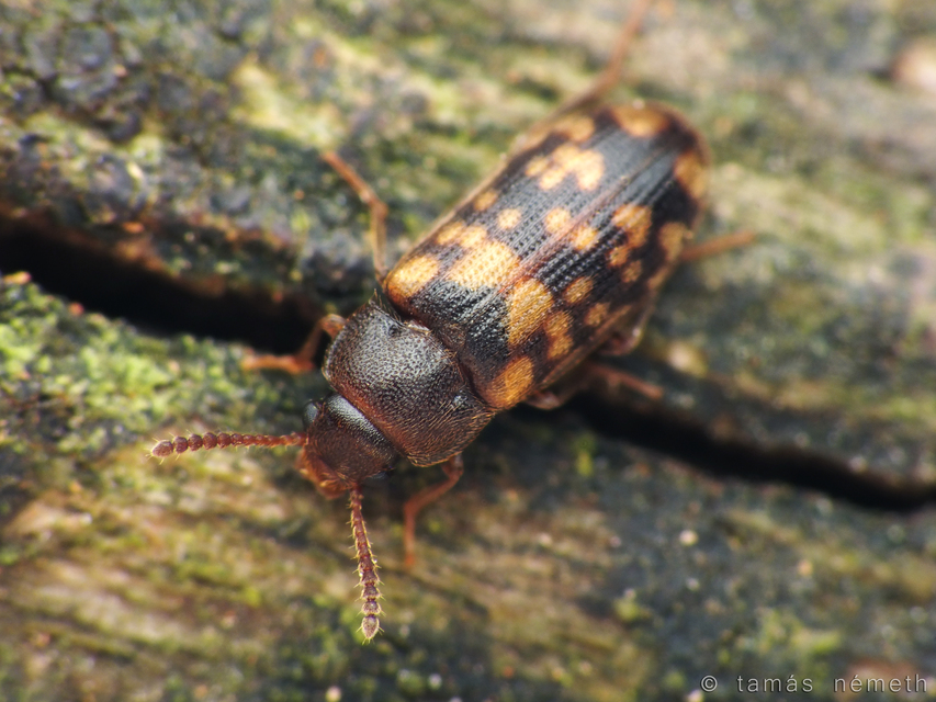 Mycetophagus multipunctatus
