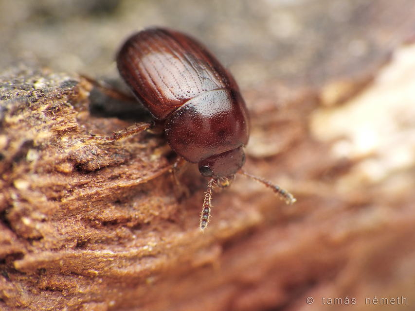 Leiodes Leiodes