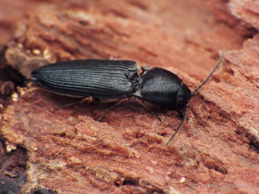 Cardiophorus erichsoni - sötét szívespattanó