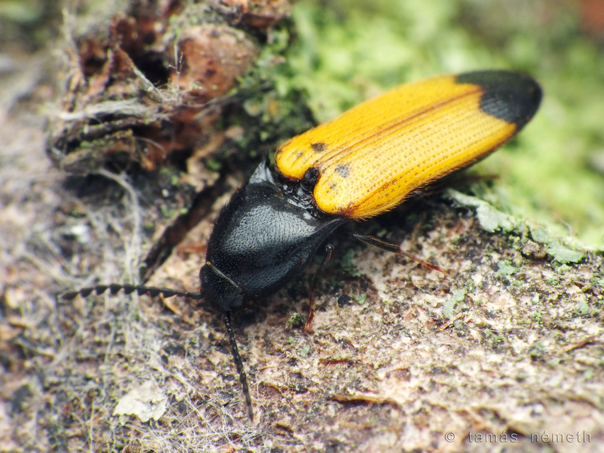 Ampedus elegantulus - csinos pattanó