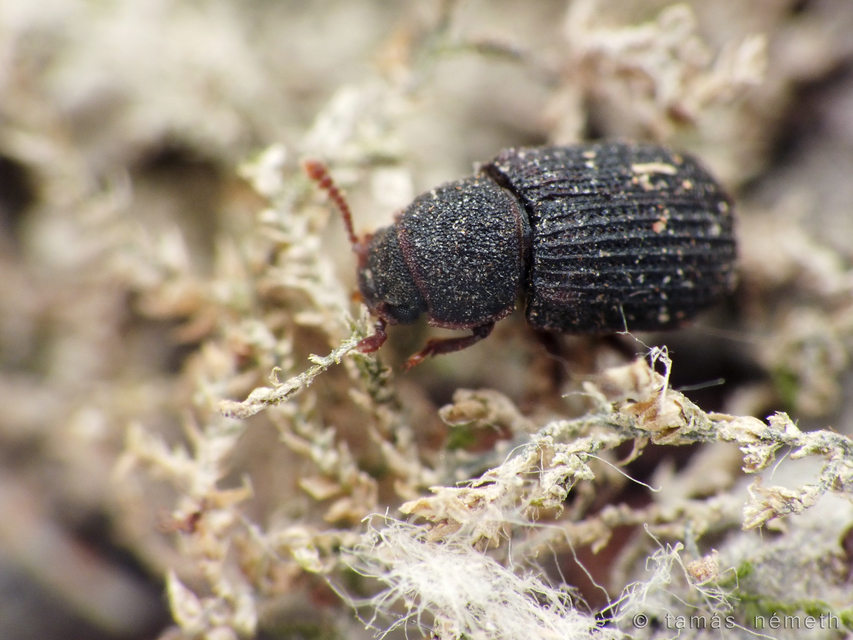 Eledona agricola