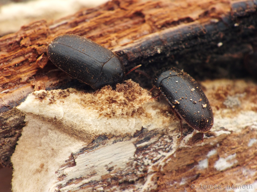 Eustrophus dermestoides - porvaszerű álkomorka