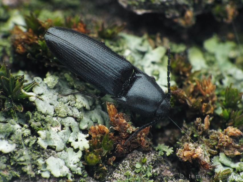 Podeonius acuticornis - fűrészescsápú pattanó