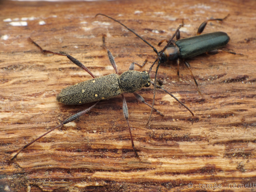 Phymatodes lividus