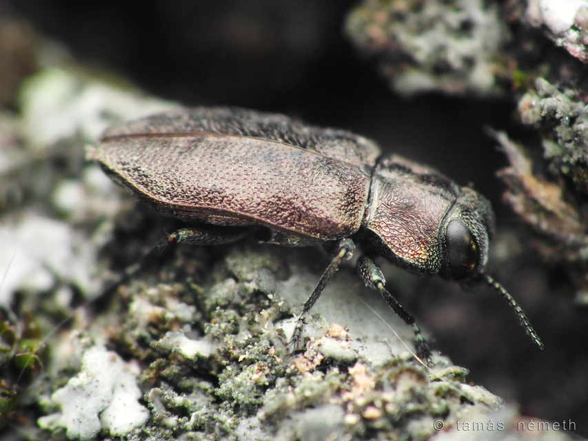 Anthaxia