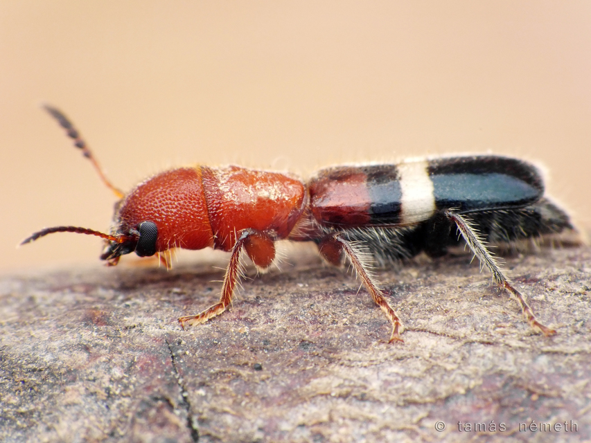Denops albofasciatus - nagyfejű szúfarkas