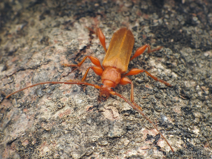 Leioderes tuerki