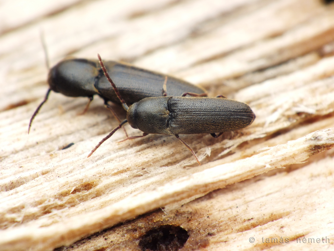 Clypeorhagus clypeatus - széleshomlokú tövisnyakúbogár