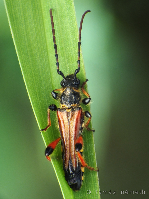 Stenopterus rufus - tarkacsápú keskenyfedőscincér