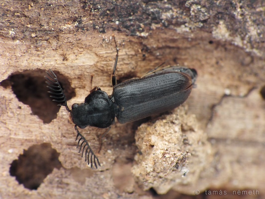 Pseudoptilinus fissicollis - hársfúró álszú