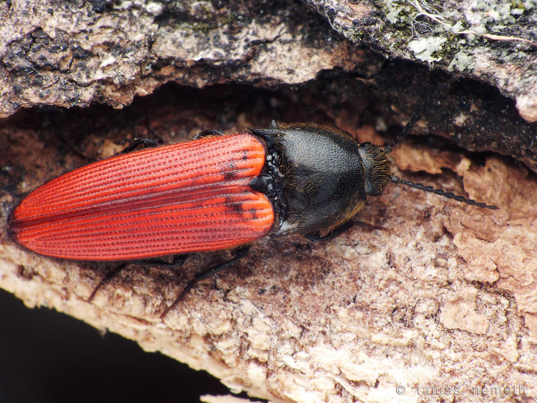 Ampedus quercicola