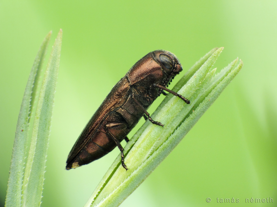 Sphenoptera substriata - sávos gyalogdíszbogár