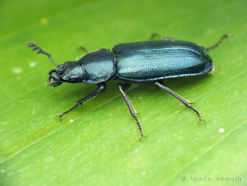 Platycerus caraboides - kis fémesszarvasbogár