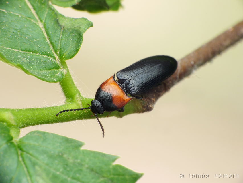 Ampedus sinuatus - felemásnyakú pattanó