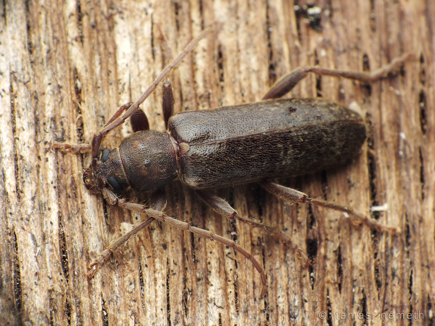 Trichoferus campestris - szállóvendég éjicincér