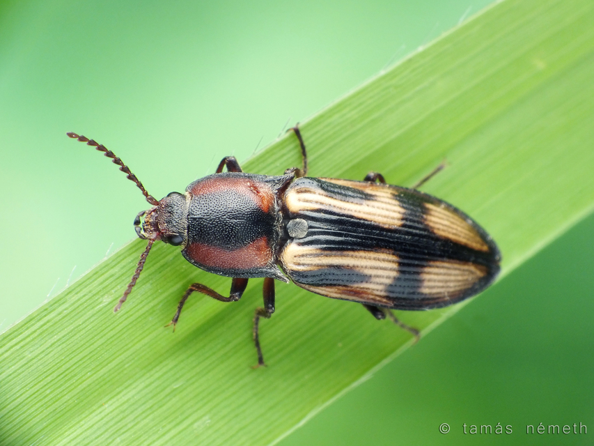Selatosomus cruciatus - keresztes pattanó