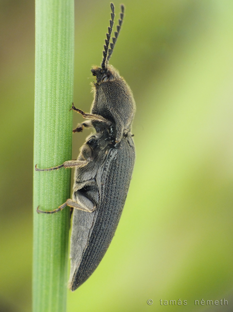 Melanotus punctolineatus - sávos gyászpattanó