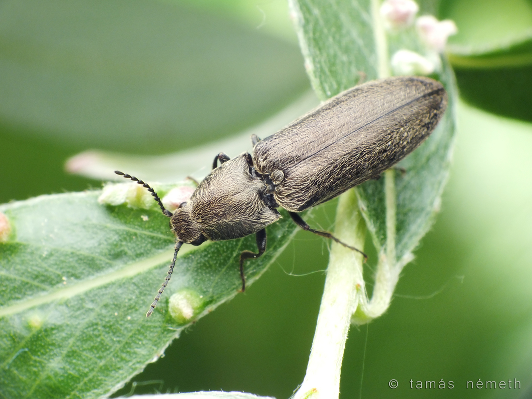 Cidnopus aeruginosus