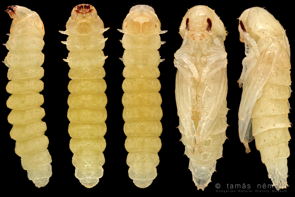 Dircaea australis - déli komorka