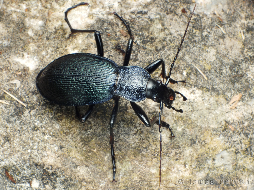 Carabus croaticus