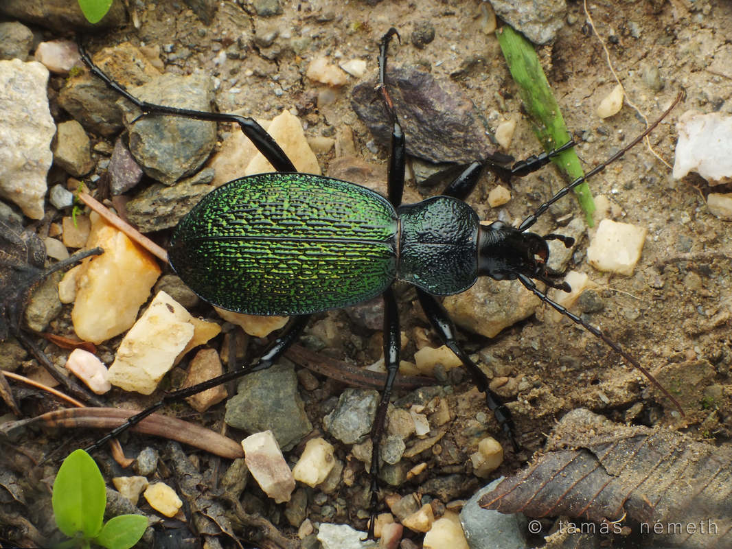 Carabus caelatus dalmatinus
