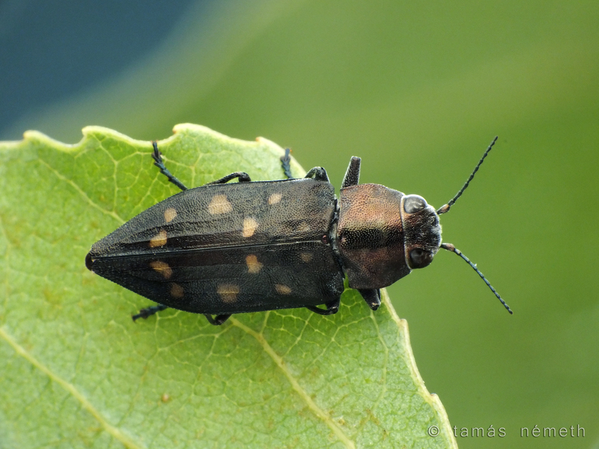 Trachypteris picta decostigma - foltos fürgedíszbogár