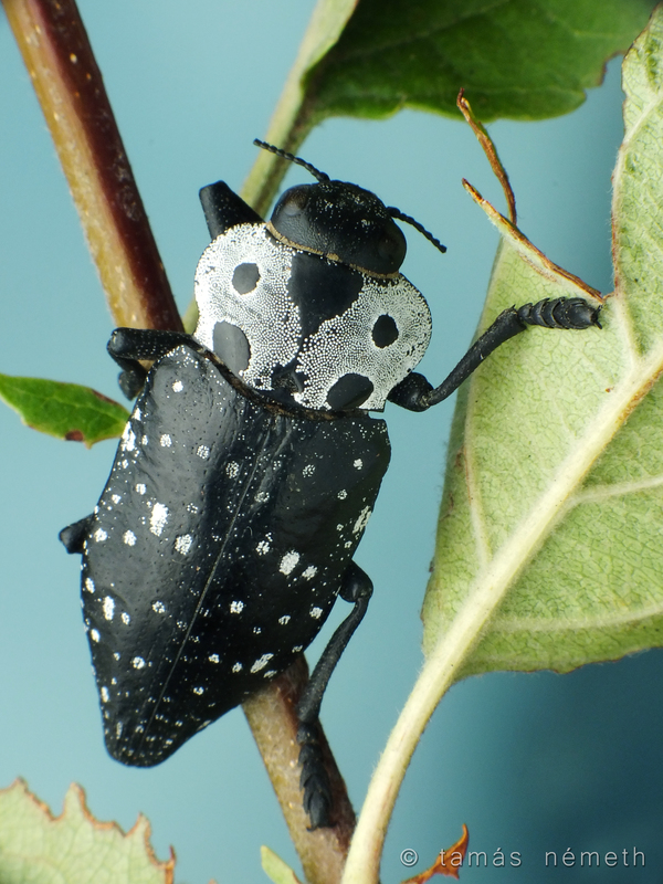 Capnodis carbonaria