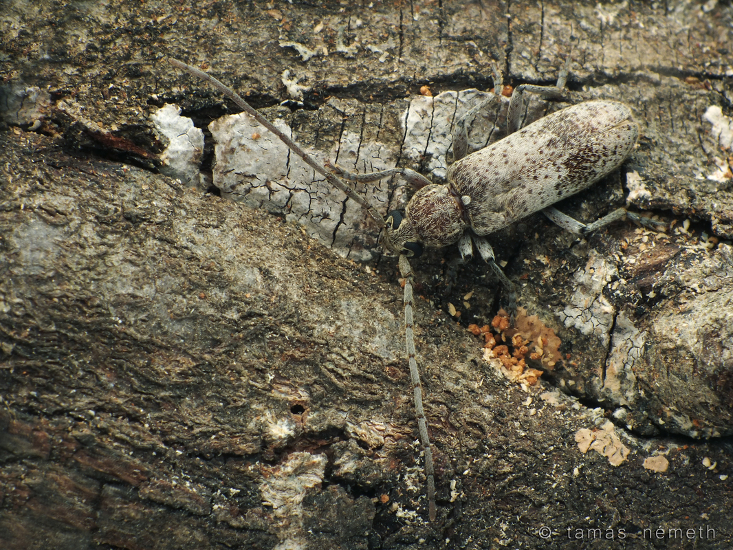 Trichoferus kotschyi