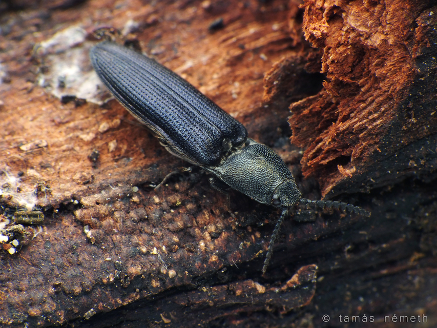 Limoniscus violaceus - kék pattanó