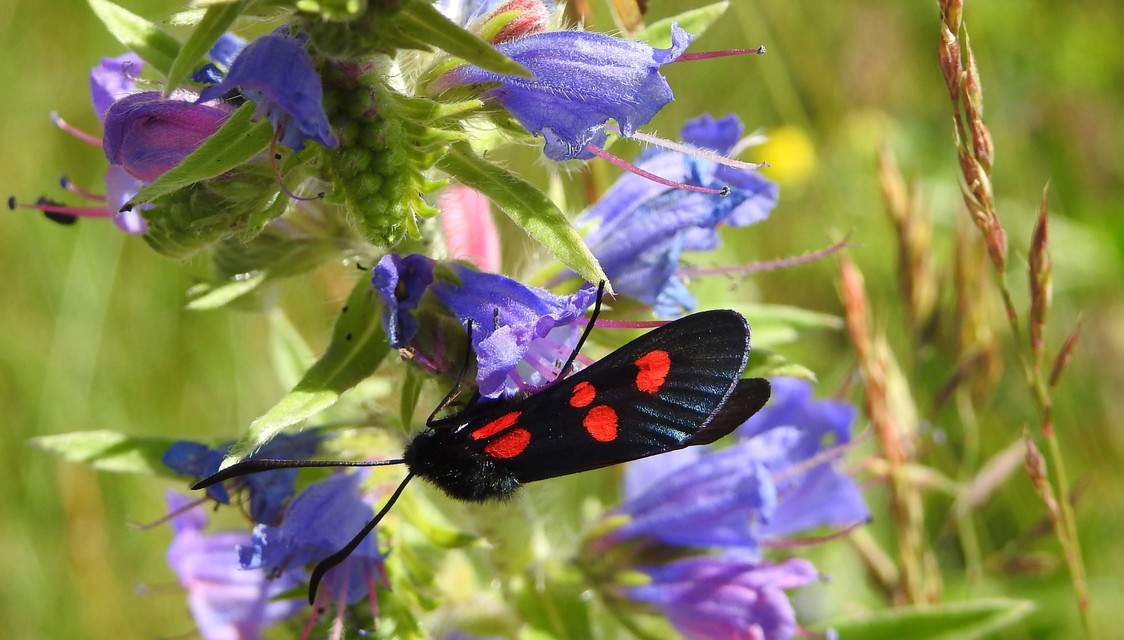 Zygaena