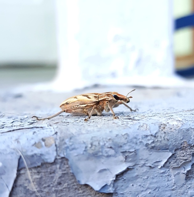 Coniocleonus nigrosuturatus - nyíljegyes barkó
