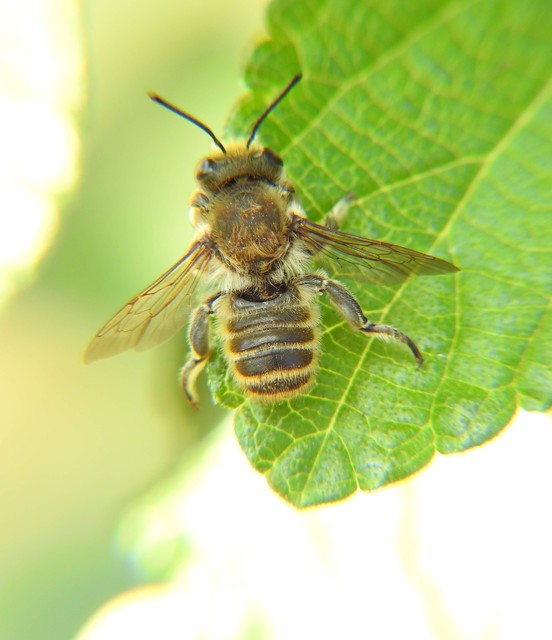 Megachilidae - művészméhek