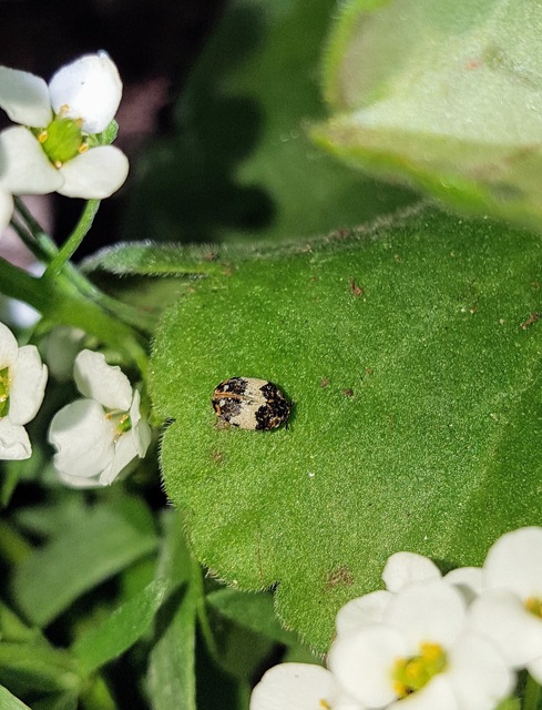 Anthrenus querneri